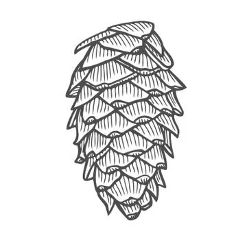 Vector illustration of pinecone Illustrazione stock