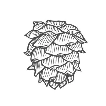 Vector illustration of pinecone Illustrazione stock
