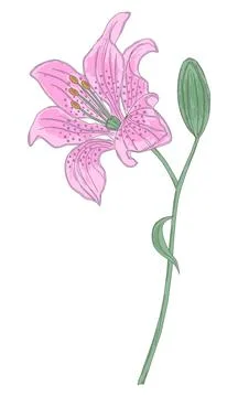 Vector illustration of a pink lily on a white background Stock Illustration