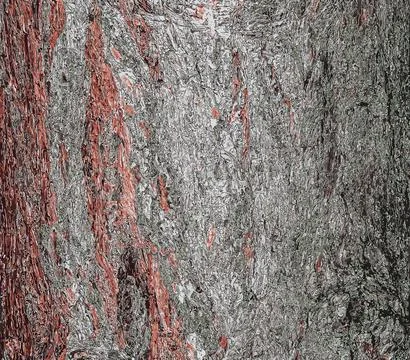 Vector illustration of Pinus bark close-up. The texture of the trunk of Pin.. Stock Illustration