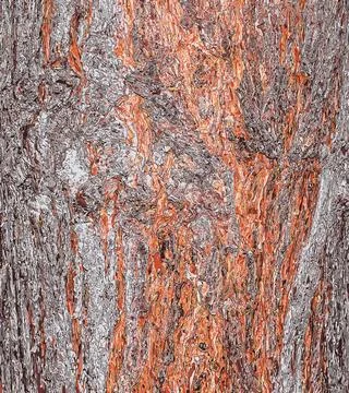 Vector illustration of Pinus bark close-up. The texture of the trunk of Pin.. Stock-Illustration