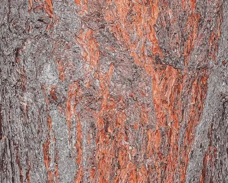 Vector illustration of Pinus bark close-up. The texture of the trunk of Pin.. Stock Illustration