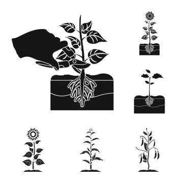 Vector illustration of plant and bean sign. Collection of plant and process Stock Illustration