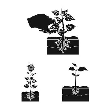 Vector illustration of plant and bean icon. Collection of plant and process Stock Illustration