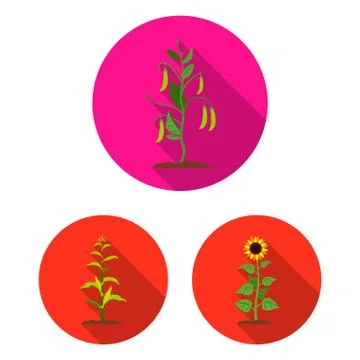 Vector illustration of plant and bean icon. Set of plant and process stock 스톡 일러스트