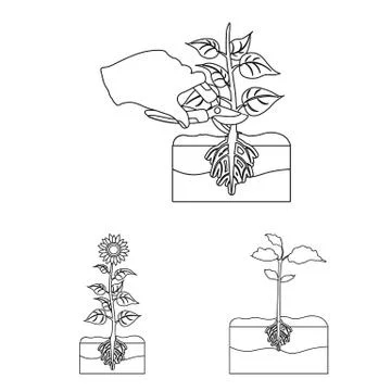 Vector illustration of plant and bean symbol. Set of plant and process vector Stock Illustration