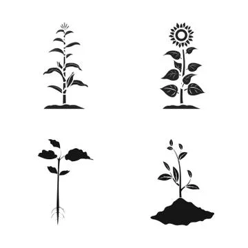 Vector illustration of plant and bean symbol. Collection of plant and process Illustrazione stock