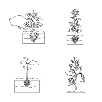 Vector illustration of plant and bean symbol. Set of plant and process stock Stock Illustration