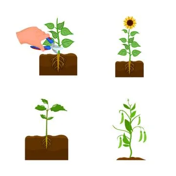 Vector illustration of plant and bean logo. Collection of plant and process Stock Illustration