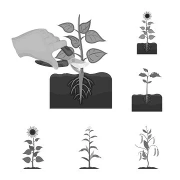 Vector illustration of plant and bean sign. Collection of plant and process Stock Illustration