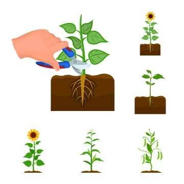 Vector illustration of plant and bean symbol. Collection of plant and process Illustrazione stock
