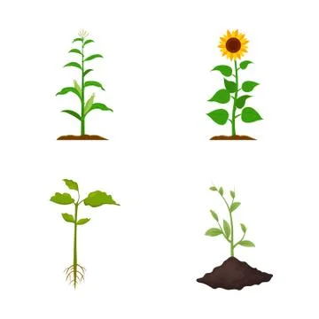 Vector illustration of plant and bean icon. Collection of plant and process 스톡 일러스트