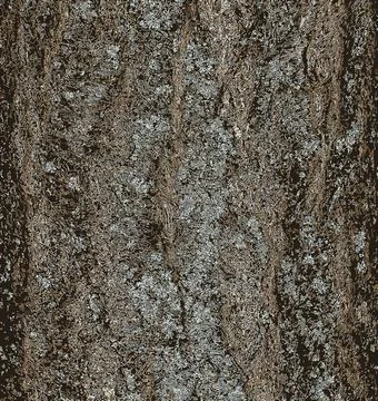 Vector illustration of Plum tree bark background - Latin name - Prunus cera.. Stock Illustration