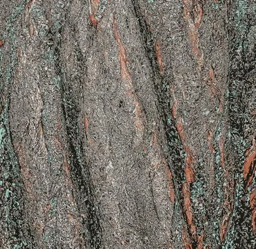 Vector illustration of Plum tree bark background - Latin name - Prunus cera.. Stock Illustration