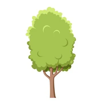 Vector illustration of a poplar or an aspen tree in cartoon style isolated .. Stock Illustration