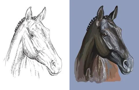 Vector illustration portrait of beautiful thoroughbred horse Stock Illustration