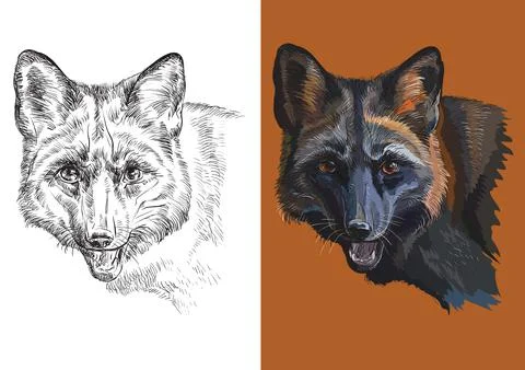 Vector illustration portrait of cute black fox イラスト素材
