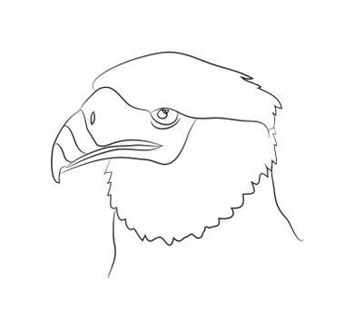 Vector illustration of portrait of eagle, drawing by lines Stock Illustration