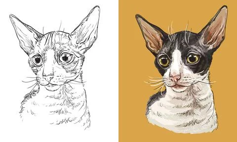 Vector illustration portrait of fluffy Cornish Rex cat Stock Illustration
