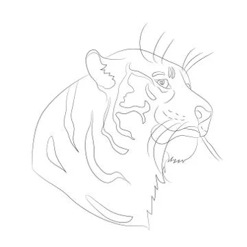 Vector illustration portrait of tiger lines, vector Stock Illustration