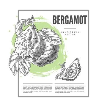 Vector illustration of poster with bergamot fruit with leaves, whole and slic Stock Illustration