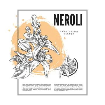 Vector illustration of poster featuring black and white sketch of neroli fl.. Stock Illustration