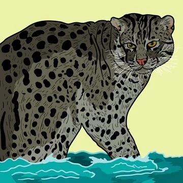 Vector illustration of Prionailurus viverrinus Stock Illustration