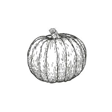 Vector illustration of a pumpkin drawn by hand. Isolate the pumpkin and cut it Stock Illustration