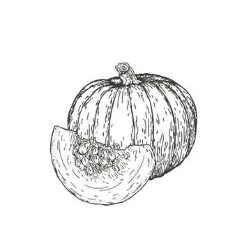 Vector illustration of a pumpkin drawn by hand. Isolate the pumpkin and cut it Stock Illustration