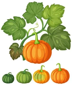Vector Illustration of Pumpkin Growth Stages with Green Leaves and Vine Stock Illustration