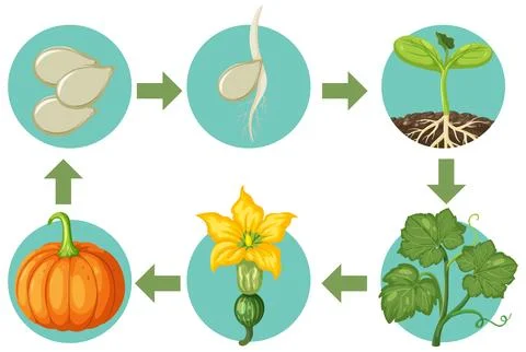 Vector Illustration of Pumpkin Life Cycle Growth Stages Diagram Stock Illustration