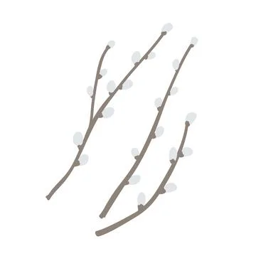 Vector illustration of pussy willow branches. Design element for spring Stock Illustration