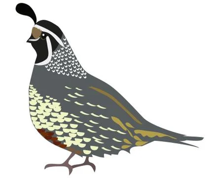 Vector Illustration of a Quail Stock Illustration