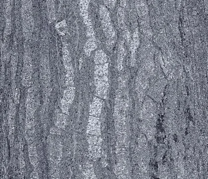 Vector illustration of Quercus cerris, Turkish oak or Austrian oak bark bac.. Stock Illustration