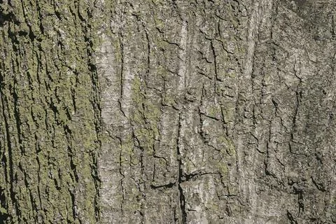 Vector illustration of Quercus coccinea bark background. Oak bark texture Stock Illustration