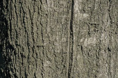 Vector illustration of Quercus coccinea bark background. Oak bark texture Stock-Illustration