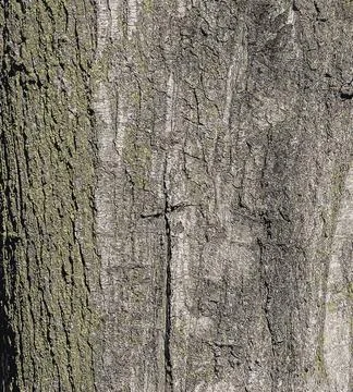 Vector illustration of Quercus coccinea bark background. Oak bark texture Stock Illustration