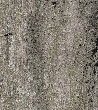 Vector illustration of Quercus coccinea bark background. Oak bark texture Stock Illustration