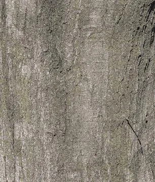 Vector illustration of Quercus coccinea bark background. Oak bark texture Stock Illustration