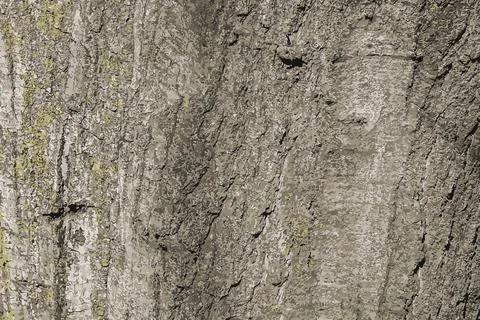 Vector illustration of Quercus coccinea bark background. Oak bark texture Stock Illustration