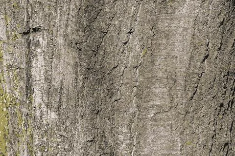 Vector illustration of Quercus coccinea bark background. Oak bark texture Illustrazione stock