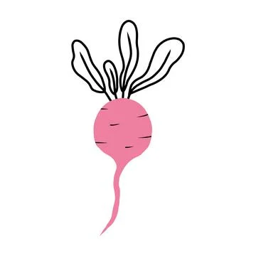 Vector illustration of a radish in doodle style. Stock Illustration