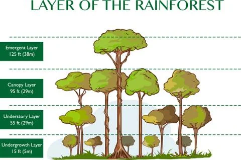 Vector illustration of the rainforest layers Stock Illustration