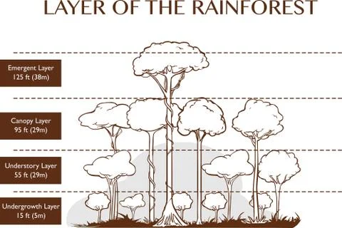 Vector illustration of the rainforest layers Stock Illustration