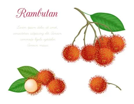 Vector illustration of rambutan Stock Illustration