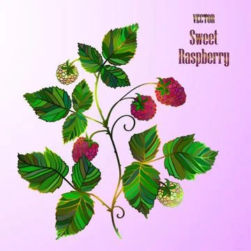 Vector illustration  with a raspberry イラスト素材