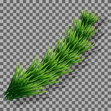 Vector illustration. Realistic branch of a tree on a transparent background. Stock Illustration