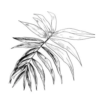 Vector illustration of realistic hand rawn in ink tropical exotic palm tree Stock Illustration