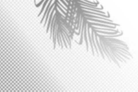 Vector illustration of realistic tropical shadow overlay effect. Blurred Stock Illustration