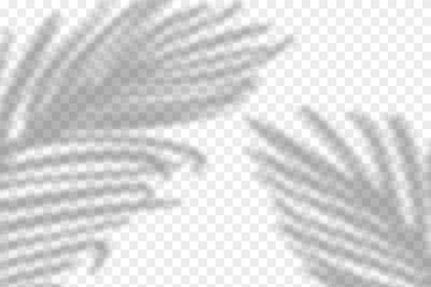 Vector illustration of realistic tropical shadow overlay effect. Blurred Stock Illustration